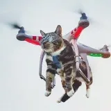 Cats - Funny photos and videos