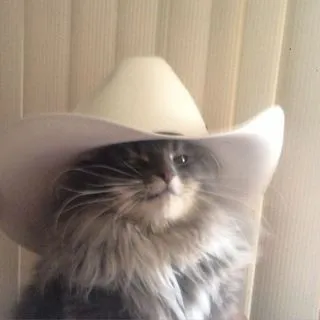 Mo Cats Mo Life - Коты и юмор