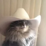 Mo Cats Mo Life – Gatos y humor