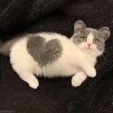 Cats_t - cats for cats