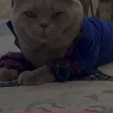 Cat Brand - British kittens.