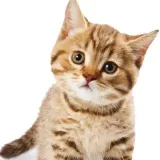Cats&other