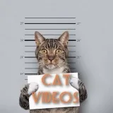 Vídeos de gatos - vídeos de gatos