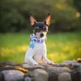 Fotos de perro Zakky - foto de ese zorro terrier.