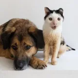 Cheeryl_home - refugio de animales en el MO
