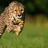 Cheetah Load - Match Load