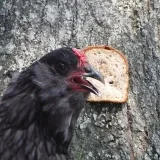 Gallinas - gifs de aves