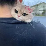 Meow’s City- cute cats.
