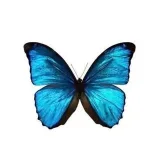 Mariposas Señora - Gracia femenina