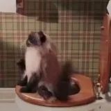 VideoLOL - funny videos