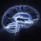 Neuropedia - нейронаука и когнитивка