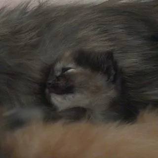 Kuki - милый котенок