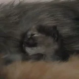 Kuki - gatito lindo