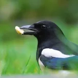 Corvid gifs - gifs with crows and magpies