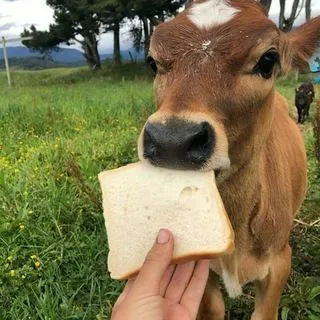 Cow gifs - гифки с коровами