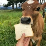 Cow gifs - гифки с коровами
