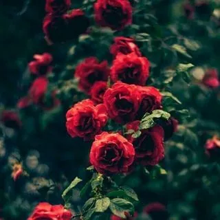 CrazyLove - цитаты о любви