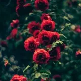 CrazyLove - quotes about love