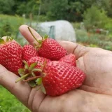 Cultiva Tu Huerto - садоводство дома