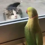 Curious Gifs - любопытные гифки