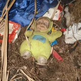CURSED - imágenes espeluznantes