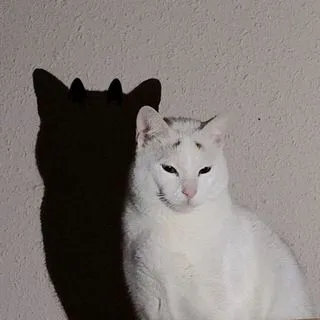 Cursed Cats - проклятые кошки