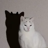 Cursed Cats - проклятые кошки