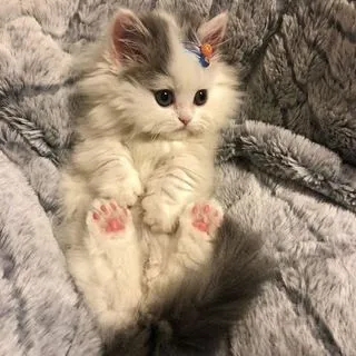 Cute cats - милые котики