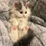 Los gatos lindos son gatos lindos