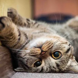 Cute cats gifs - гифки котов