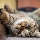 Lindos gatos gifs - gifs gatos