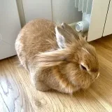 Animols | shitposting.io - animal memes