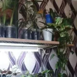 Houseplants Tbilisi - tips for care