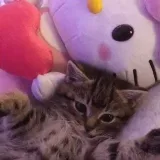 Adopt-MM2 Zange Aya - Pruebas
