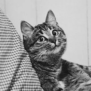 DailyCats - ежедневные фото кошек
