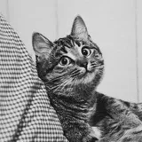 DailyCats Daily photos of cats
