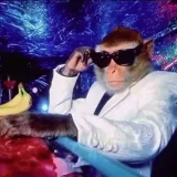 Daily Monkeys - ежедневные мемы с обезьянами