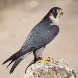 Dall'occhio del falco - Italian news.