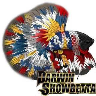 Darwin ShowBettas - аквариумные рыбки