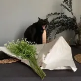 Ebalotique - gatos lindos y espeluznantes.