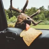 Deer GIFs - deer gifs