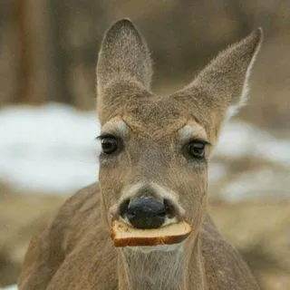 Deer Sounds - звуки оленей