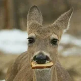 Deer Sounds - deer sounds