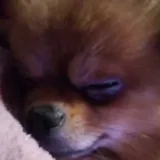 Dgessika - perro malvado.