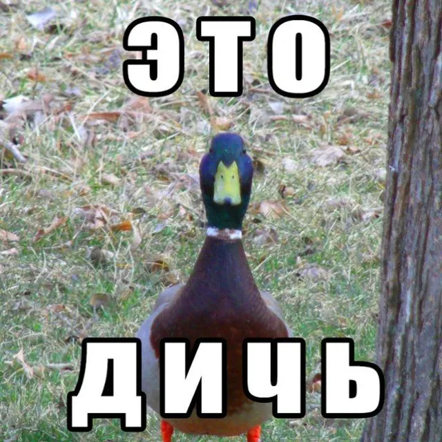 Дичь 18+ - дикий контент