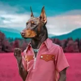 DOBERMANN2030 - Dobermans and breed.
