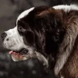 DOGMANIA🐕 - Blog de mascotas.