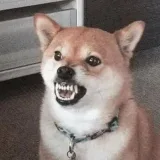Doggo - Photos of dogs.