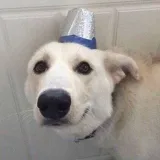 Dogmemes- memes perro