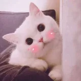 Dog & Cat - милые животные